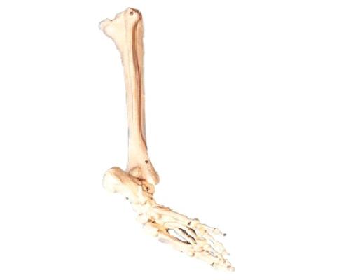 康人 足骨、腓骨與脛骨模型 KAR/11132