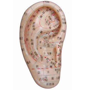 上海經(jīng)絡(luò)通耳穴模型/耳針模型/耳朵模型/針灸耳模型模型 13CM
